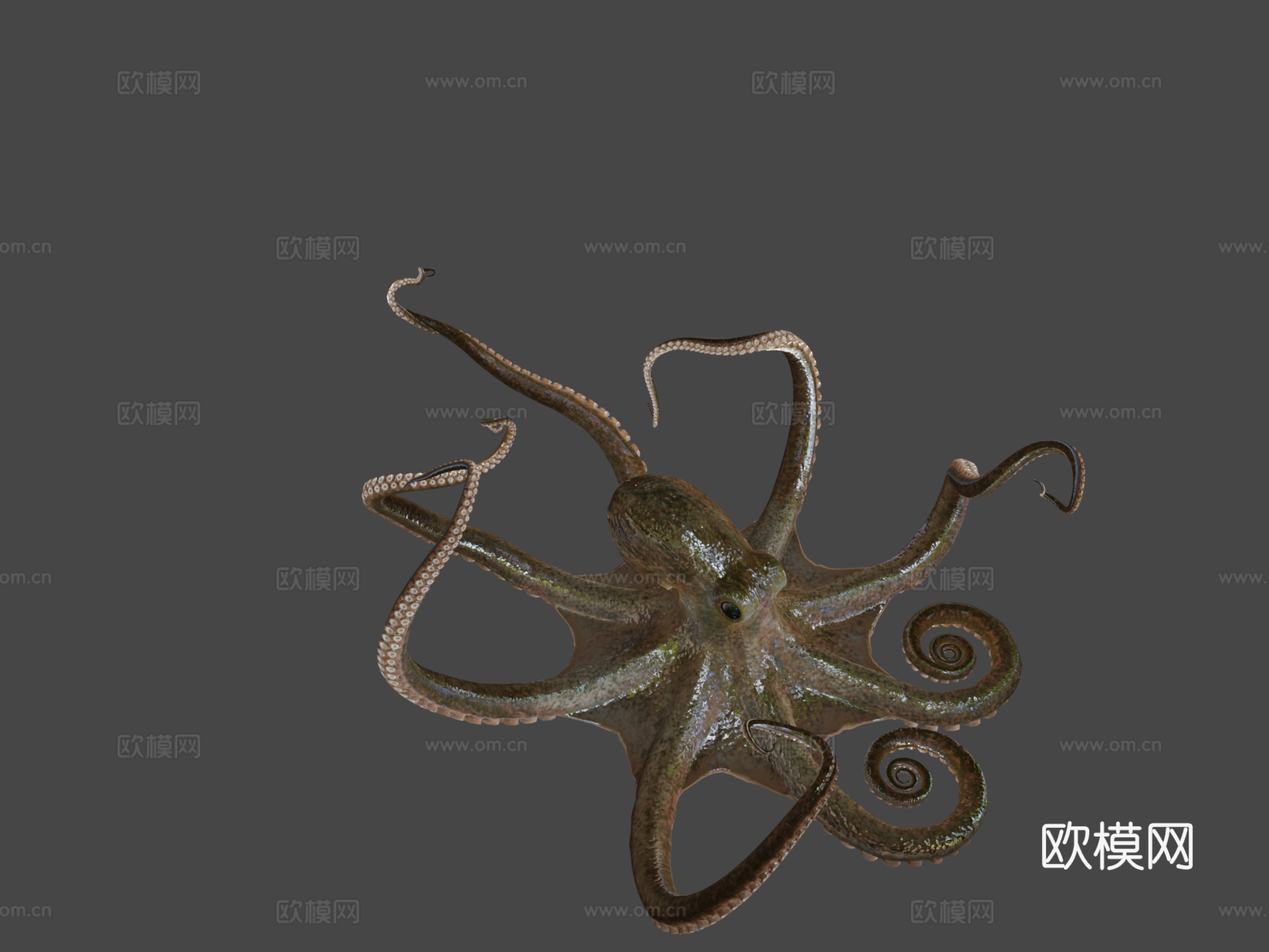 章鱼3d模型
