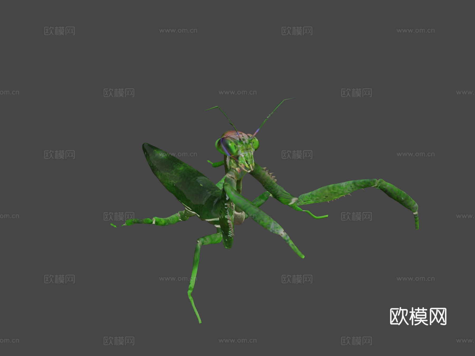 螳螂3d模型