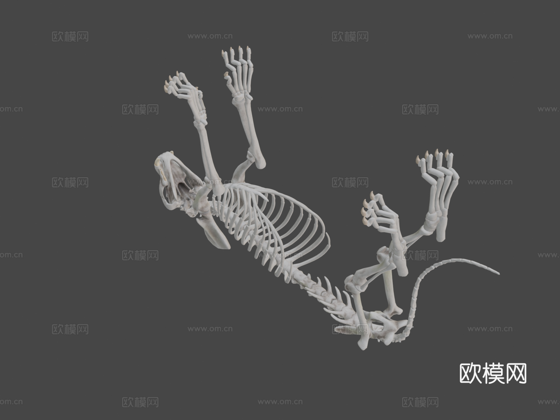 狮子骨架3d模型