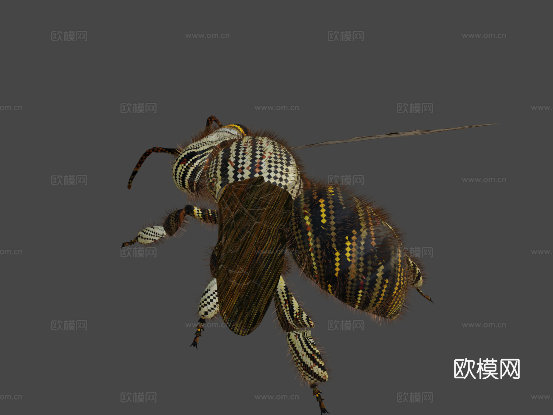 蜜蜂3d模型