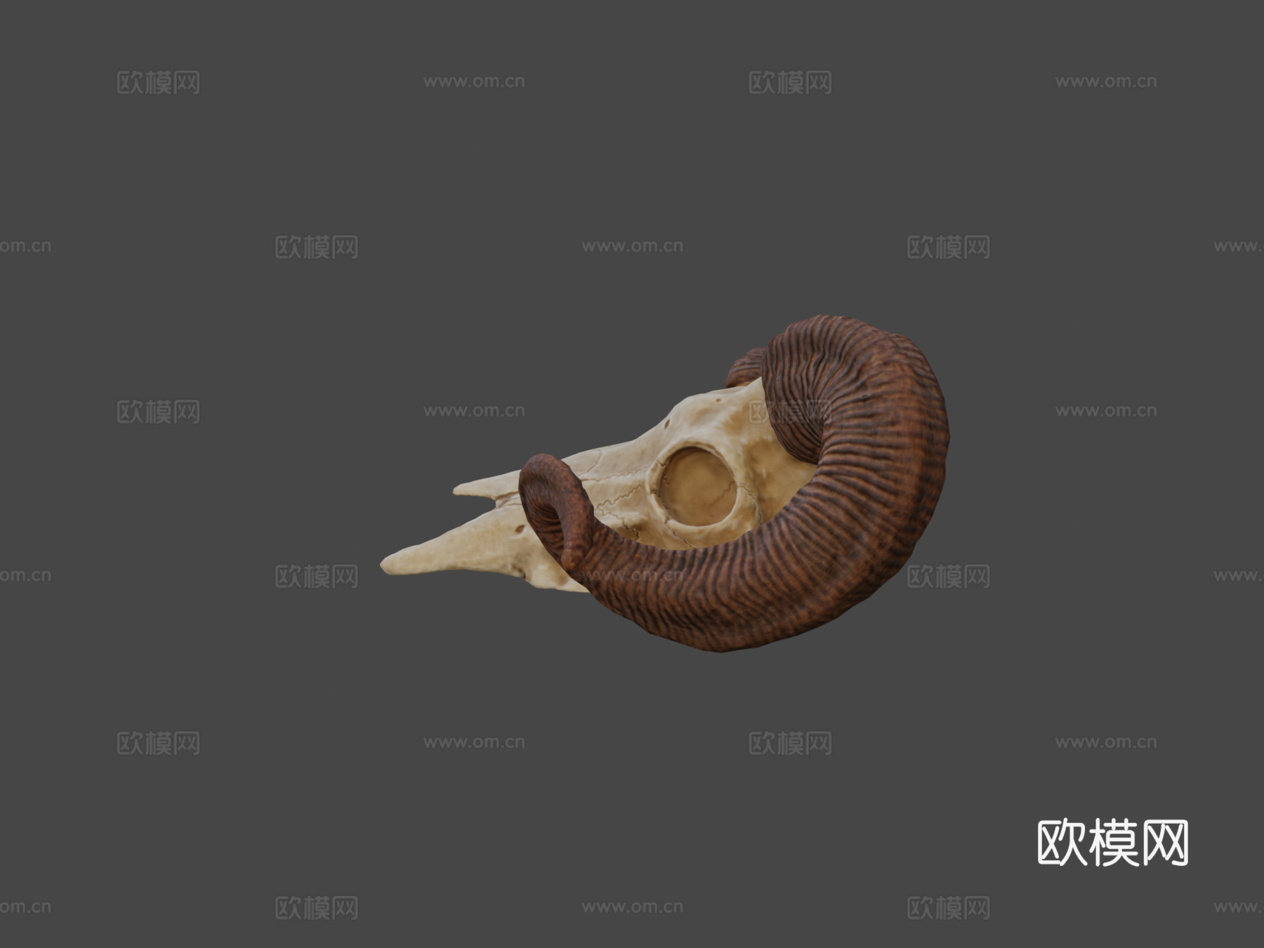 大角羊头骨3d模型