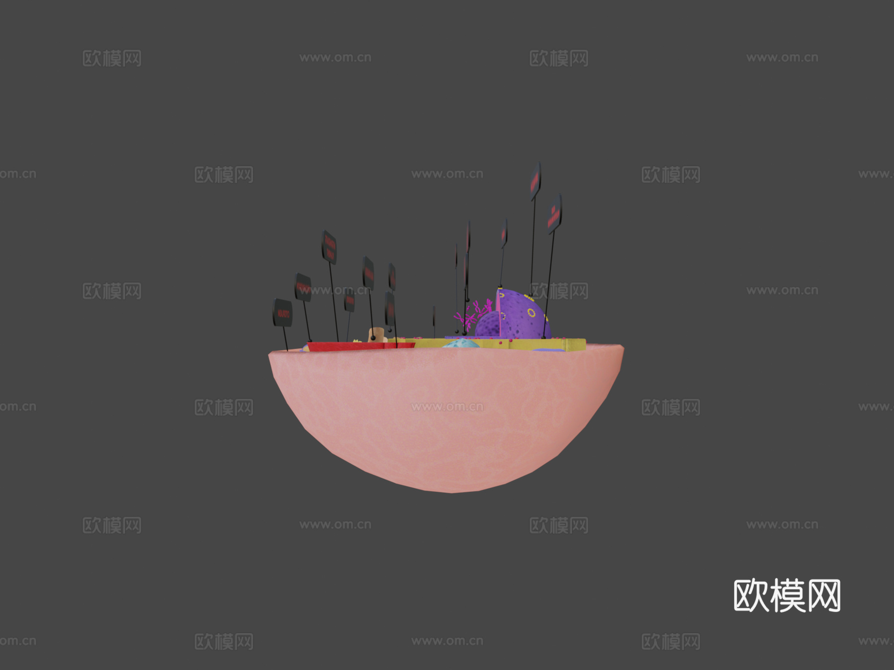 动物细胞3d模型