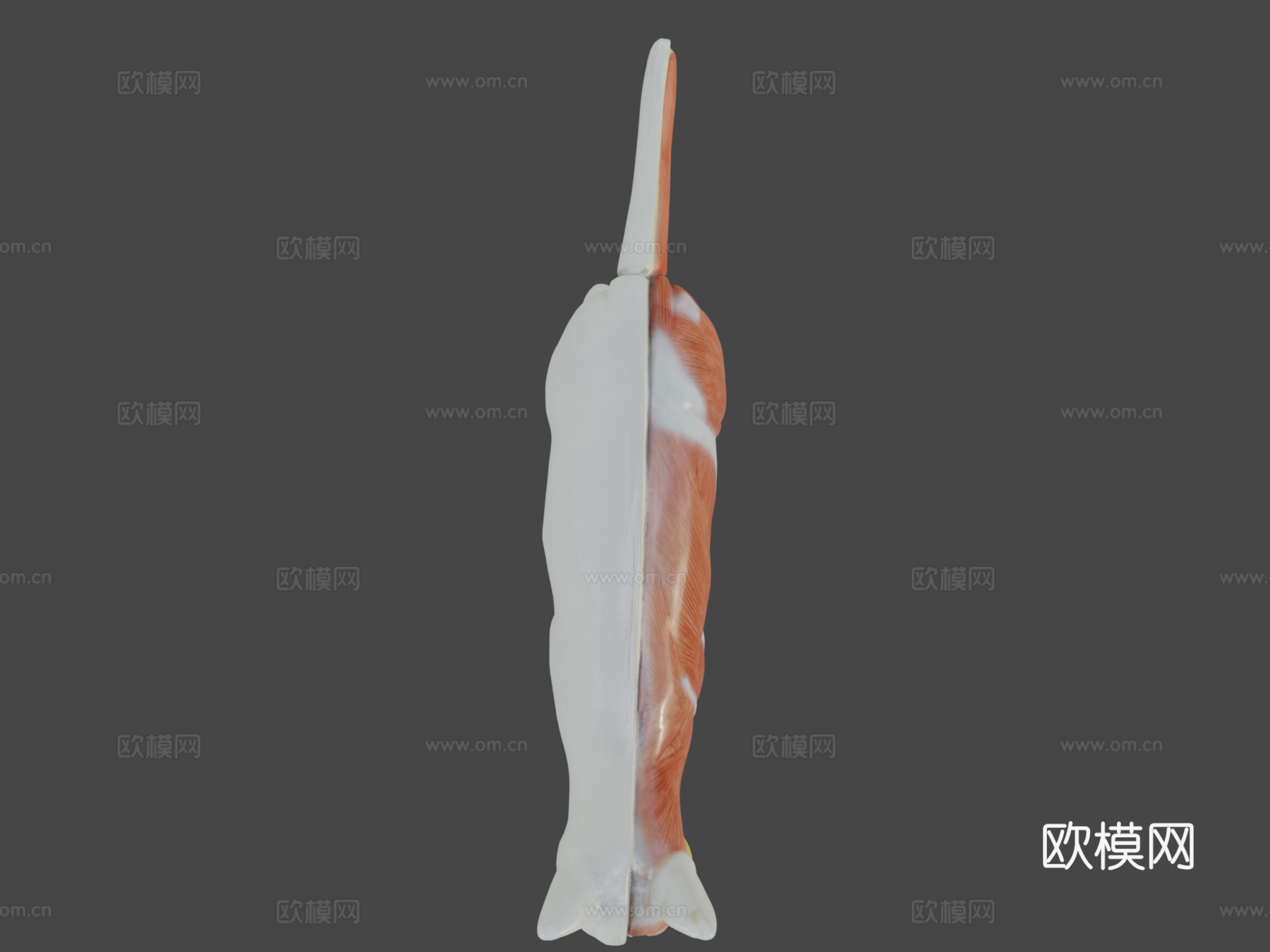 带肌肉结构的猫3D解剖模型3d模型