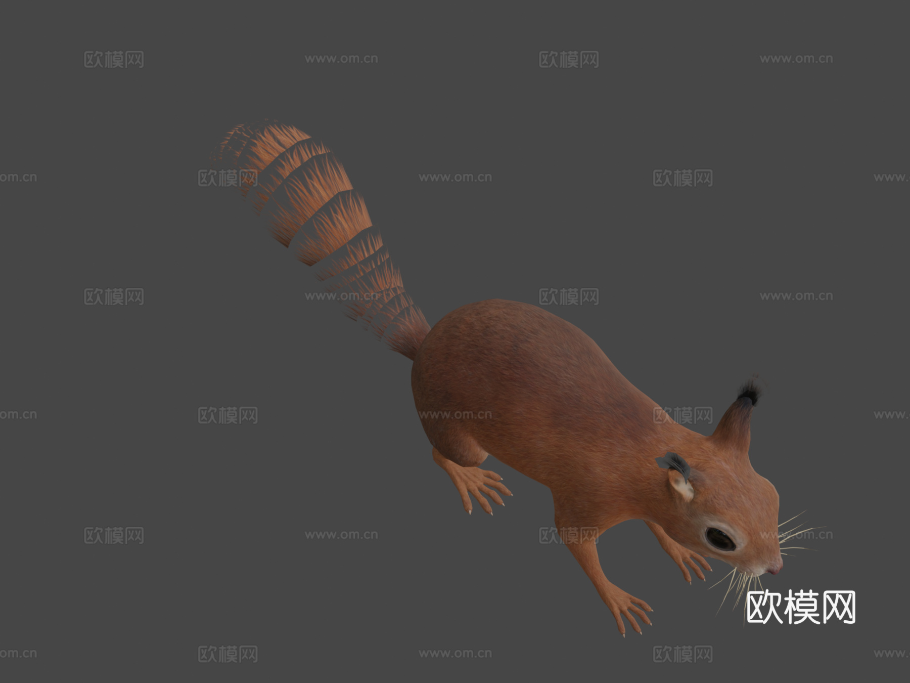 松鼠3d模型