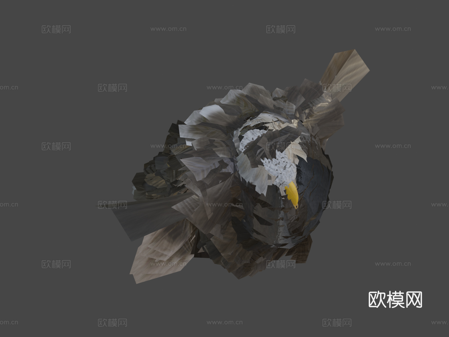 白头海雕3d模型