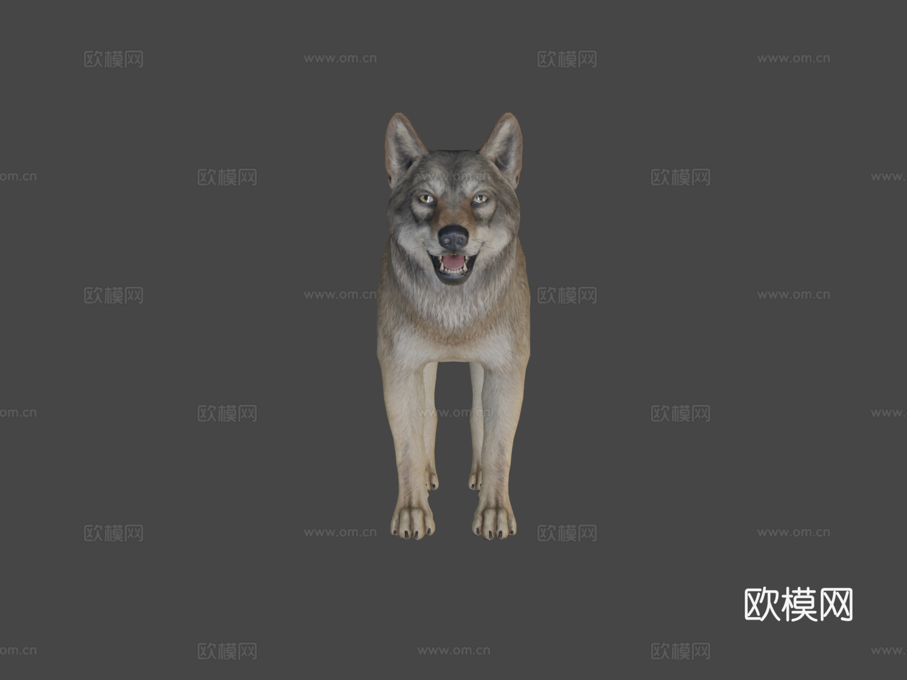 狼动画3d模型
