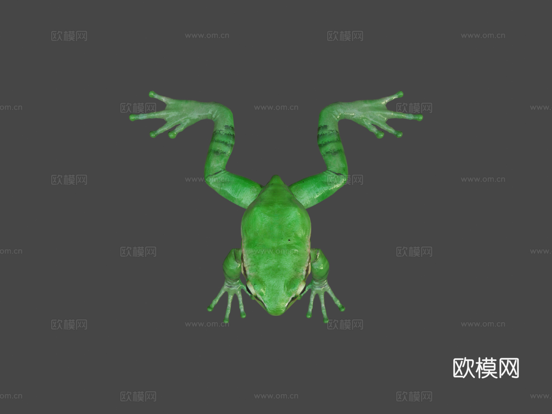 欧洲树蛙3d模型