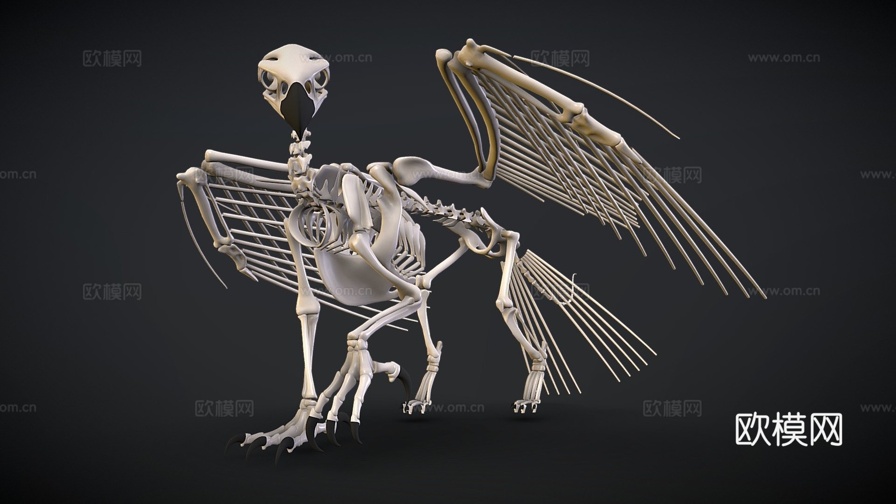 狮鹫骨架3d模型