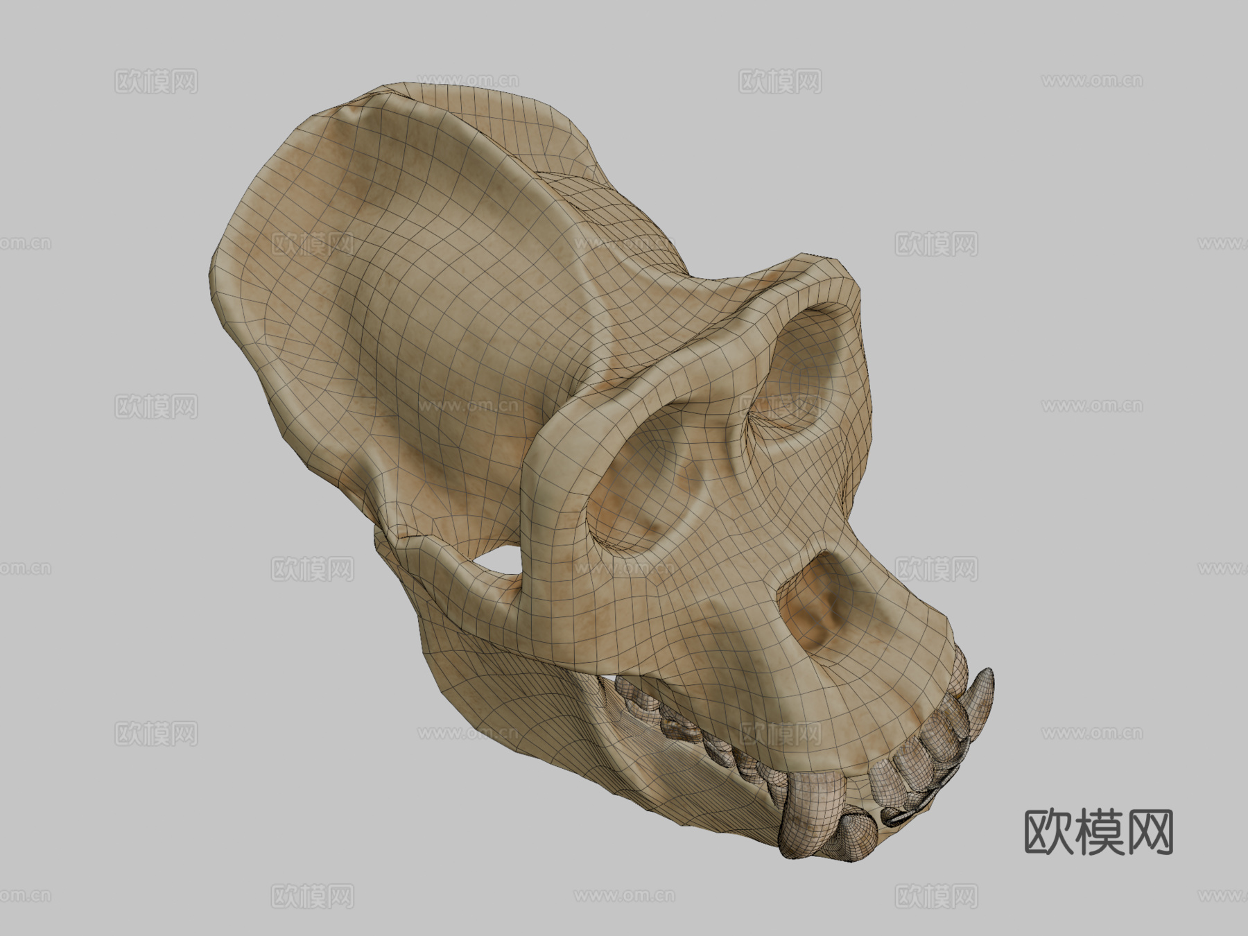 大猩猩头骨3d模型