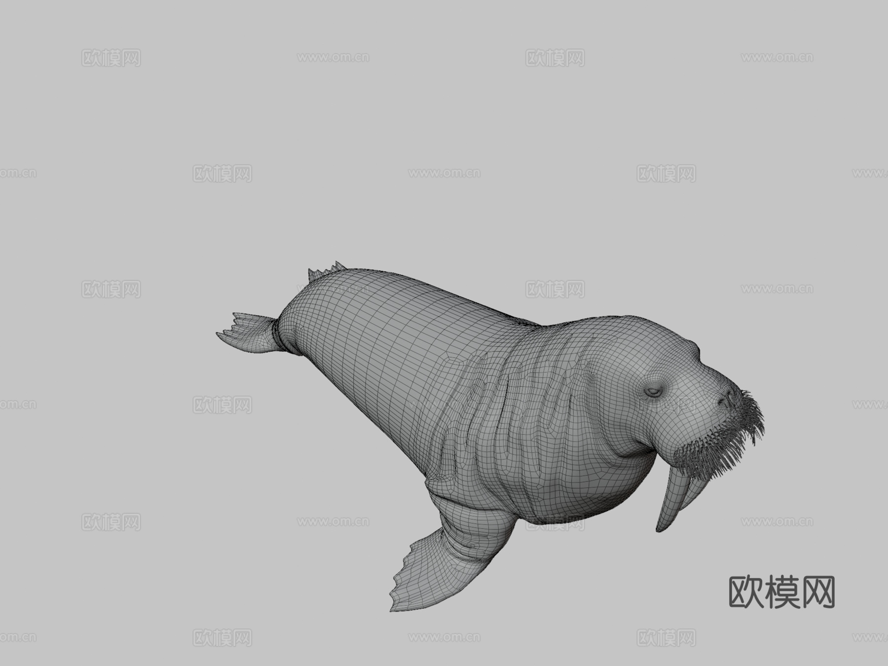 海象（学名：Odobenus Rosmarus）-海象3d模型