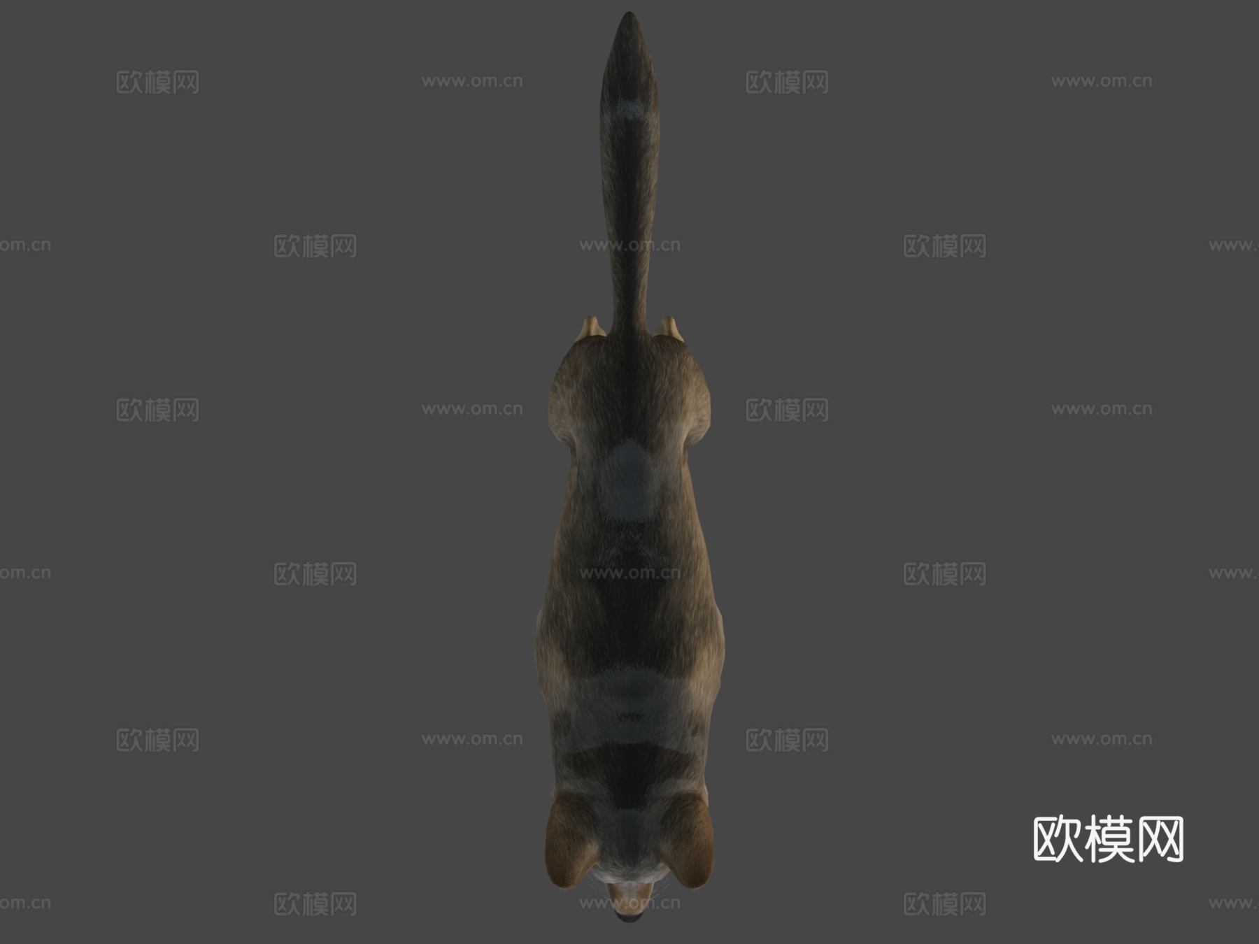 狼动画3d模型