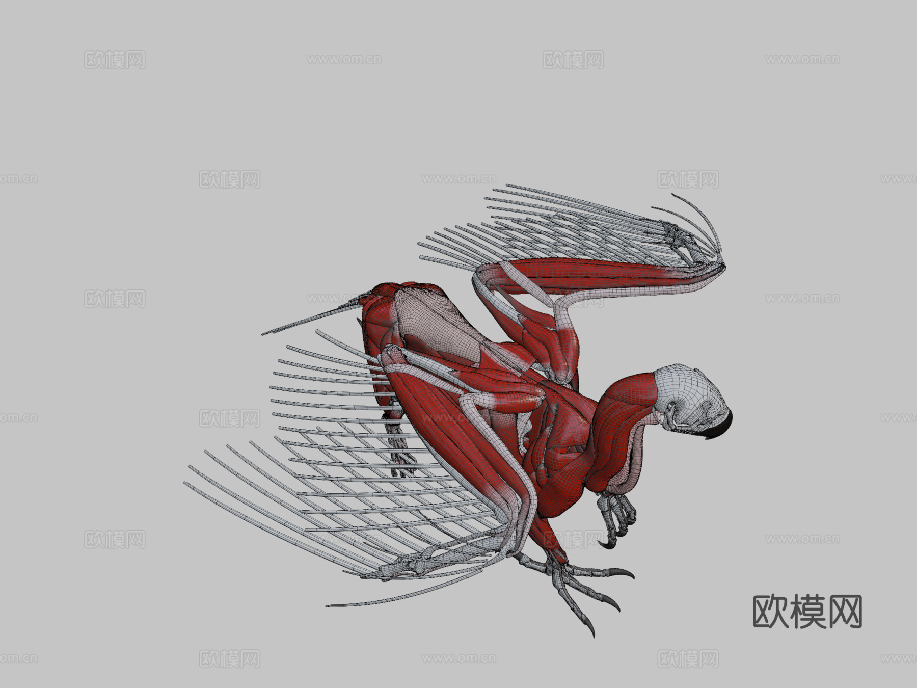狮鹫解剖3d模型