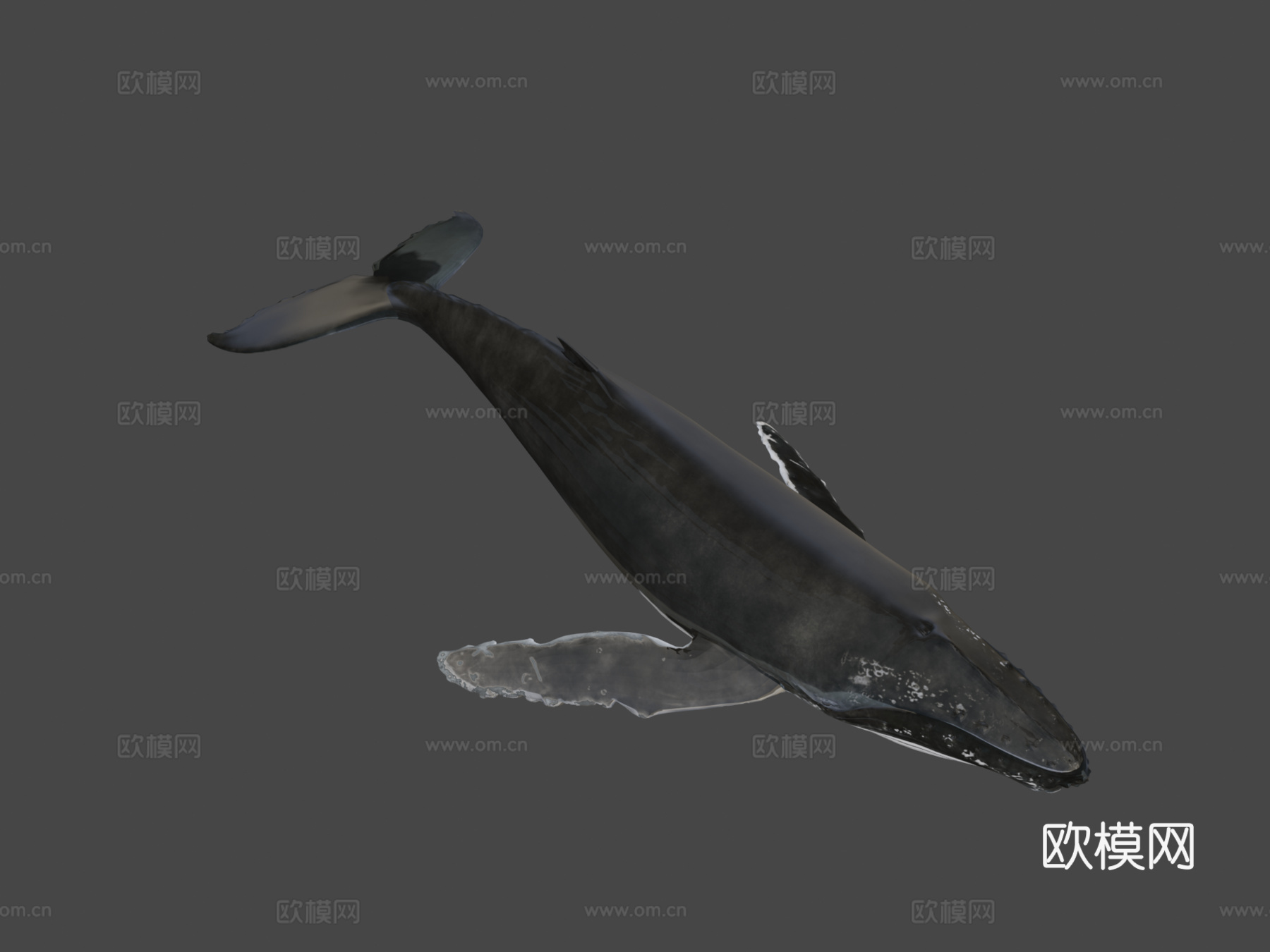 座头鲸(大翅鲸)3d模型