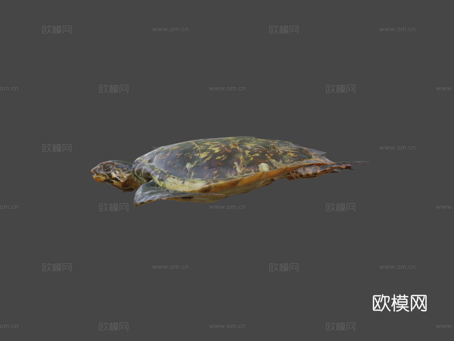 海龟3d模型