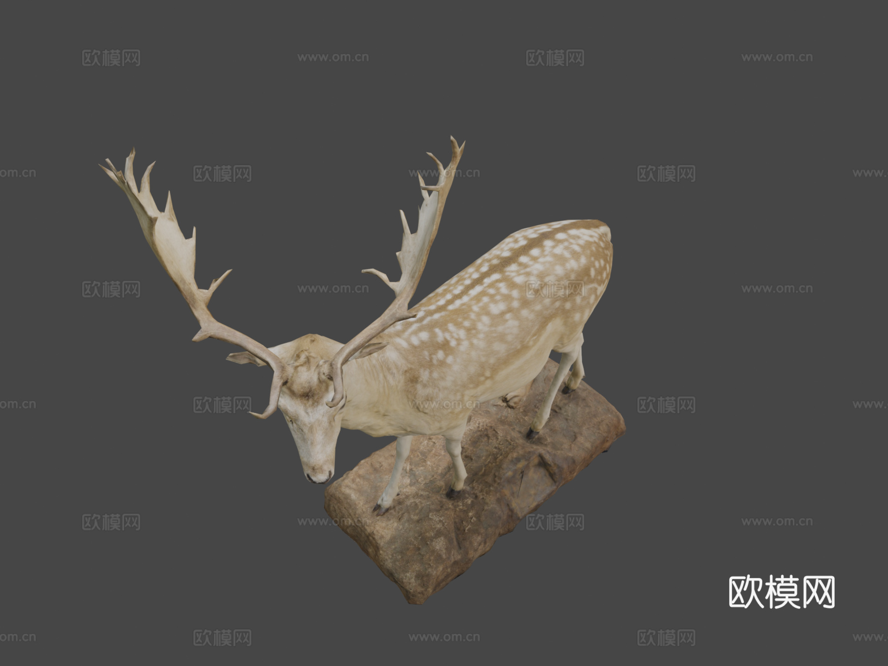 NSMT-M32070黇鹿标本3d模型