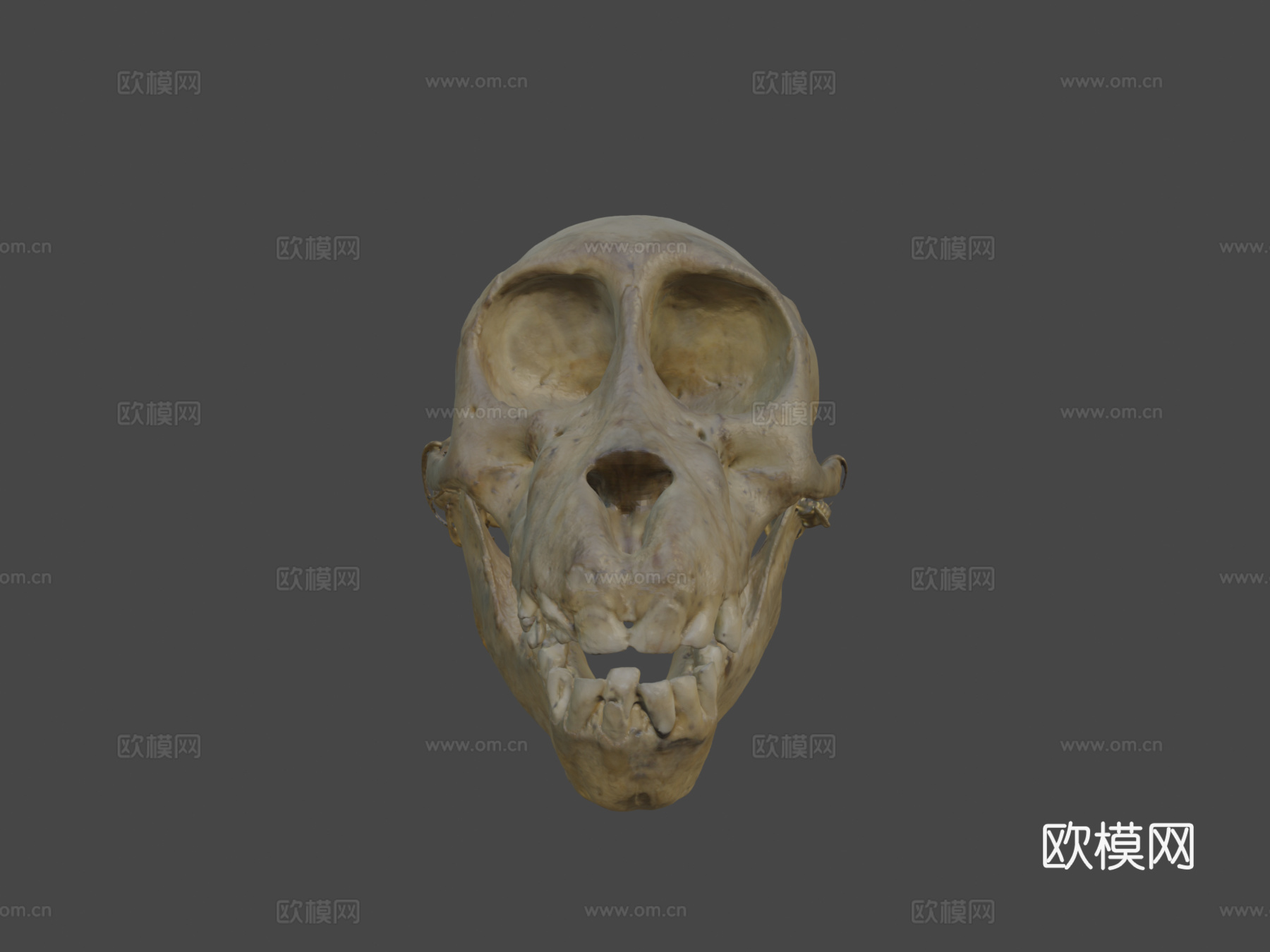 查克玛狒狒头骨3d模型