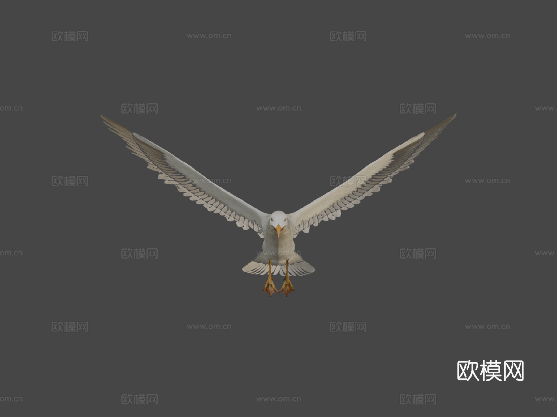海鸥v13d模型
