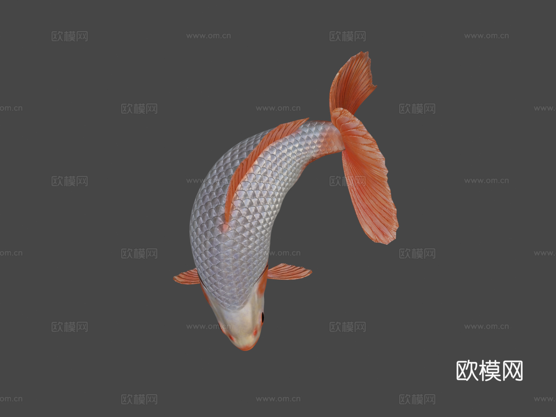 地金金鱼3d模型