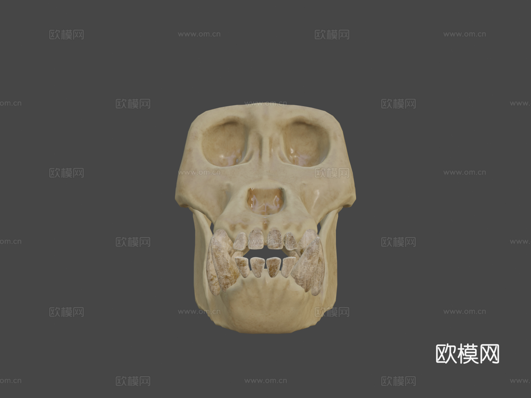 大猩猩头骨3d模型