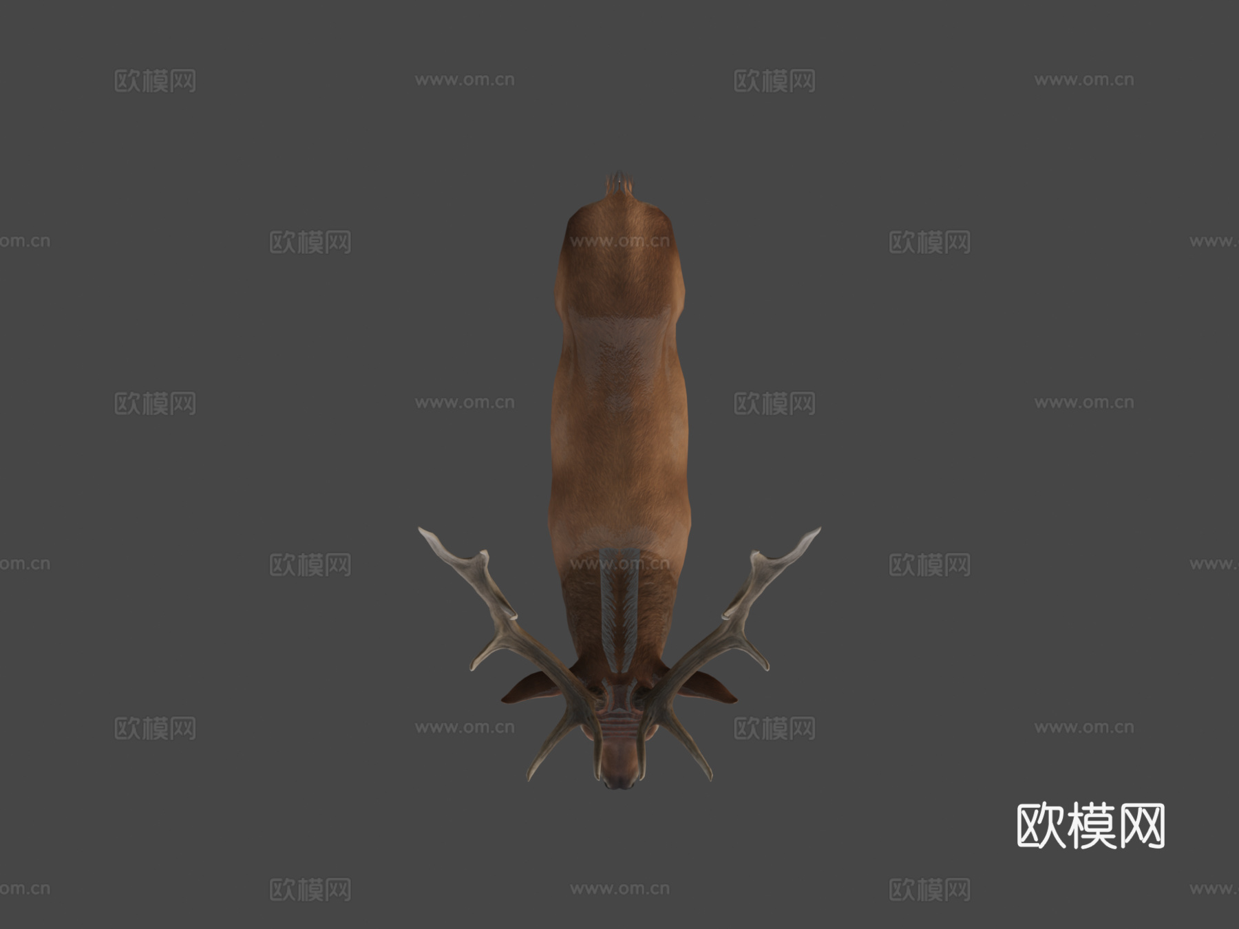 马鹿动画3d模型
