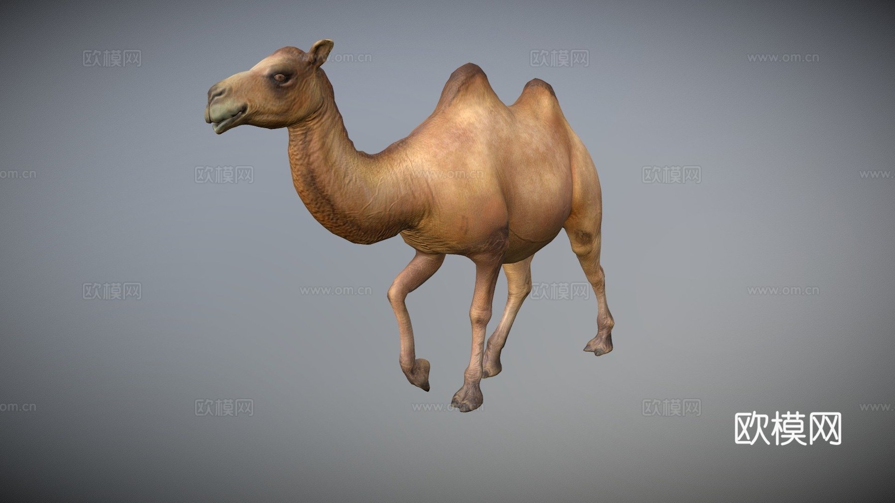 骆驼动画3d模型
