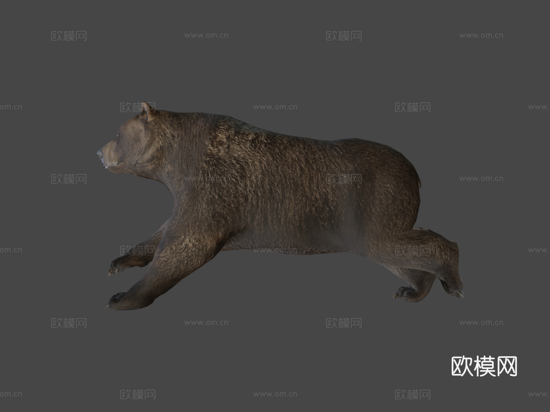 棕熊3d模型
