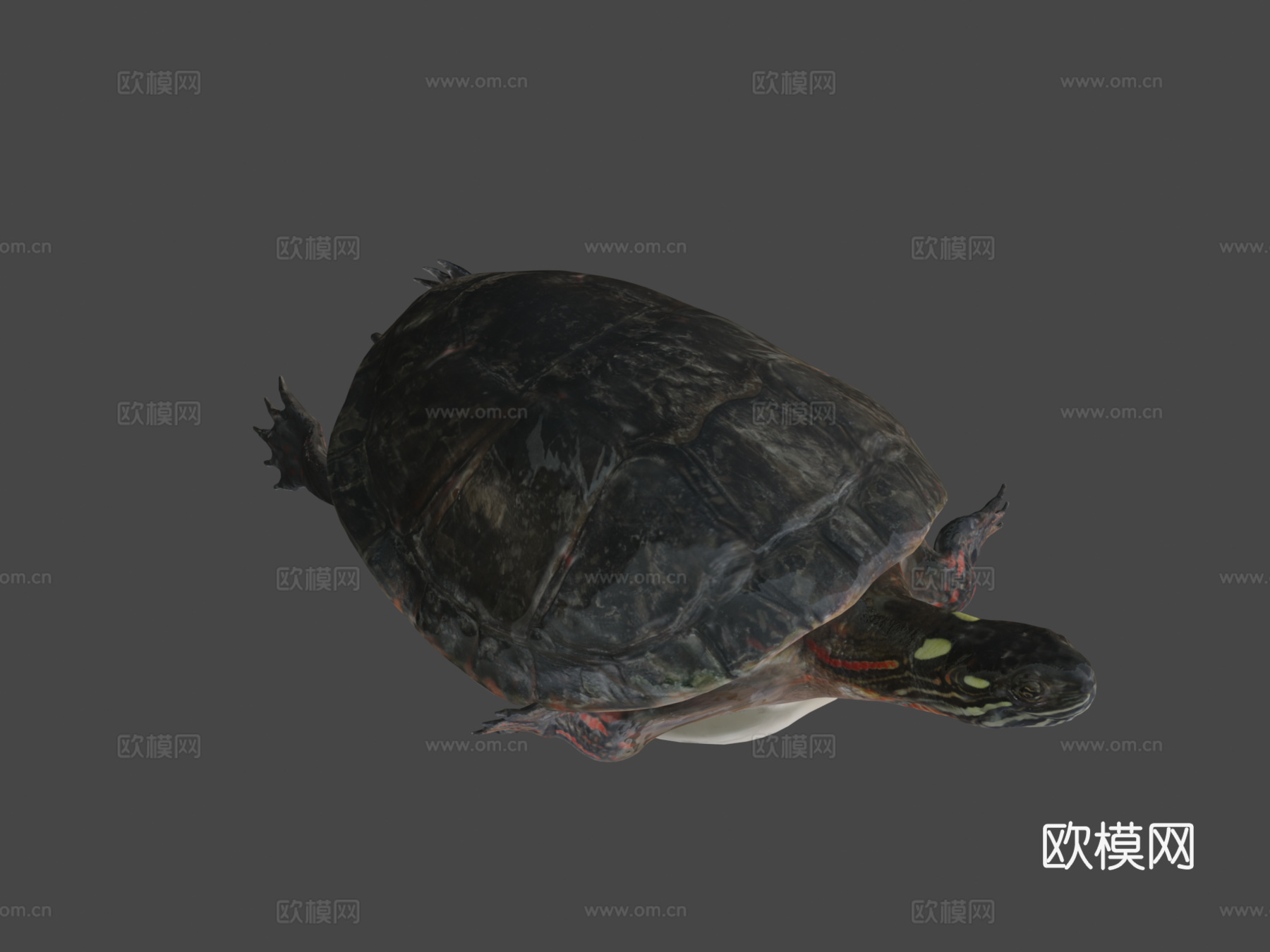 A型号-东部锦龟3d模型