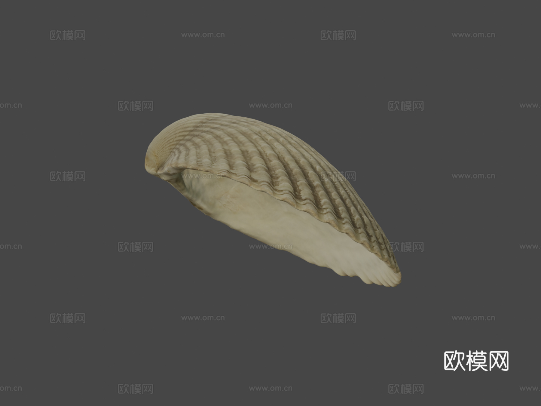 蛤壳3d模型下载（渲染图7）
