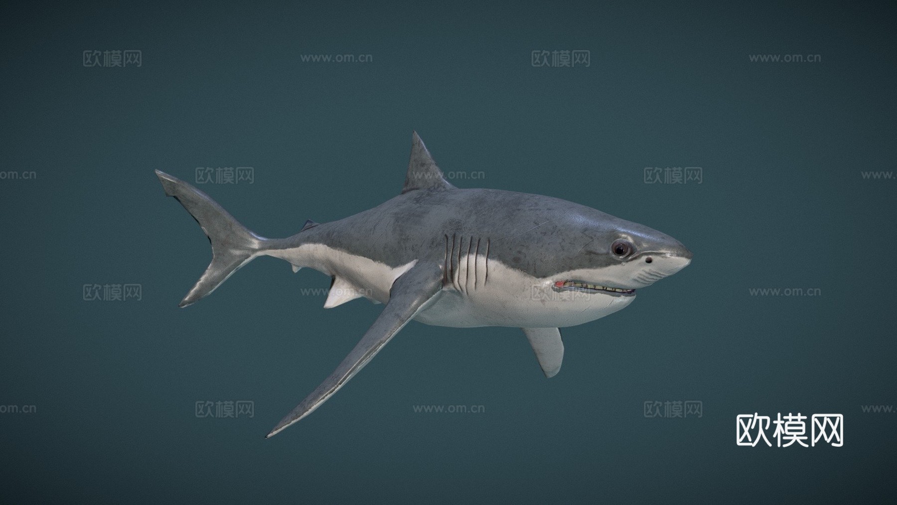 大白鲨3d模型