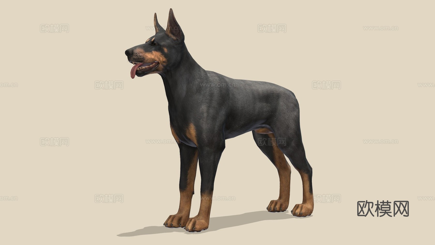 狗-杜宾犬3d模型