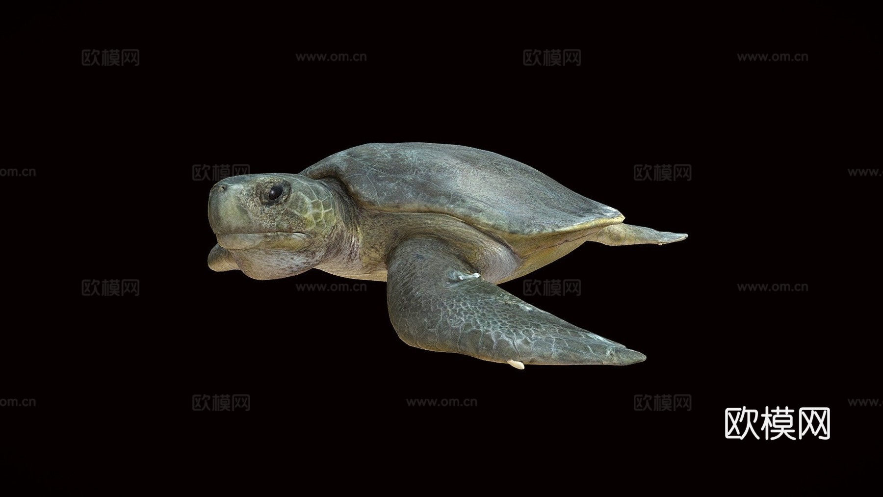 模型53A-平背海龟3d模型