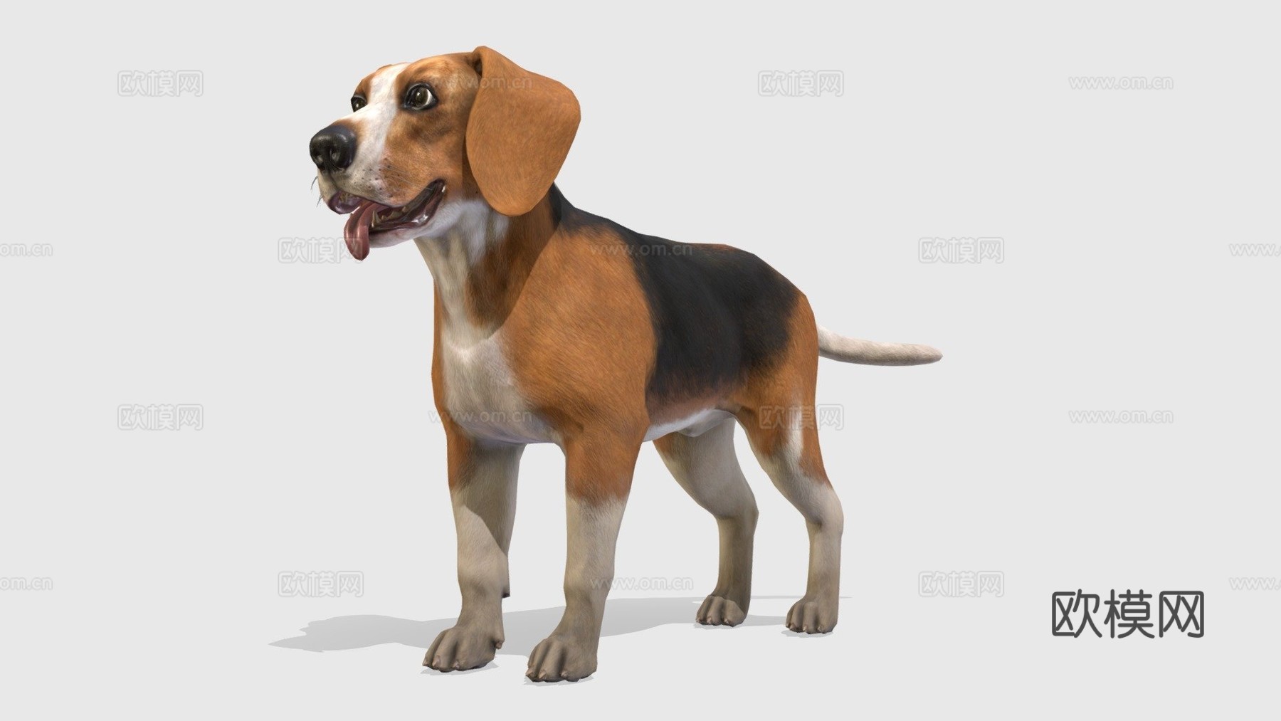 狗-比格犬3d模型