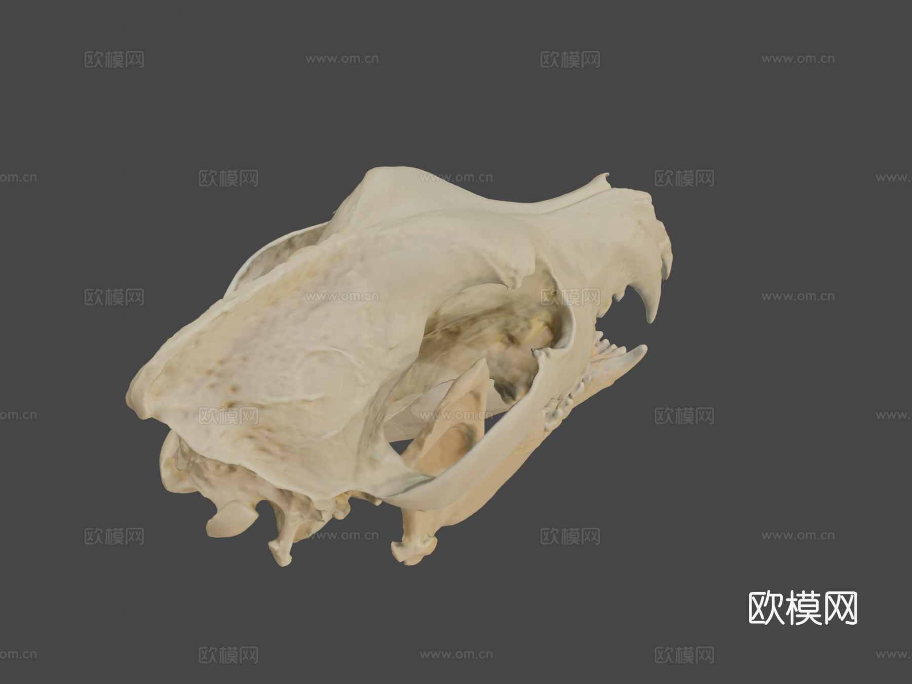 德国牧羊犬头骨3d模型