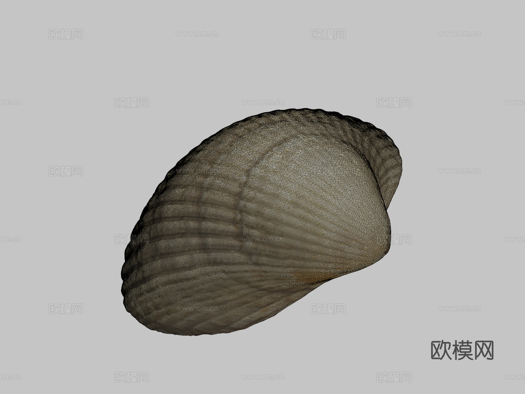 蛤壳3d模型下载（渲染图2）