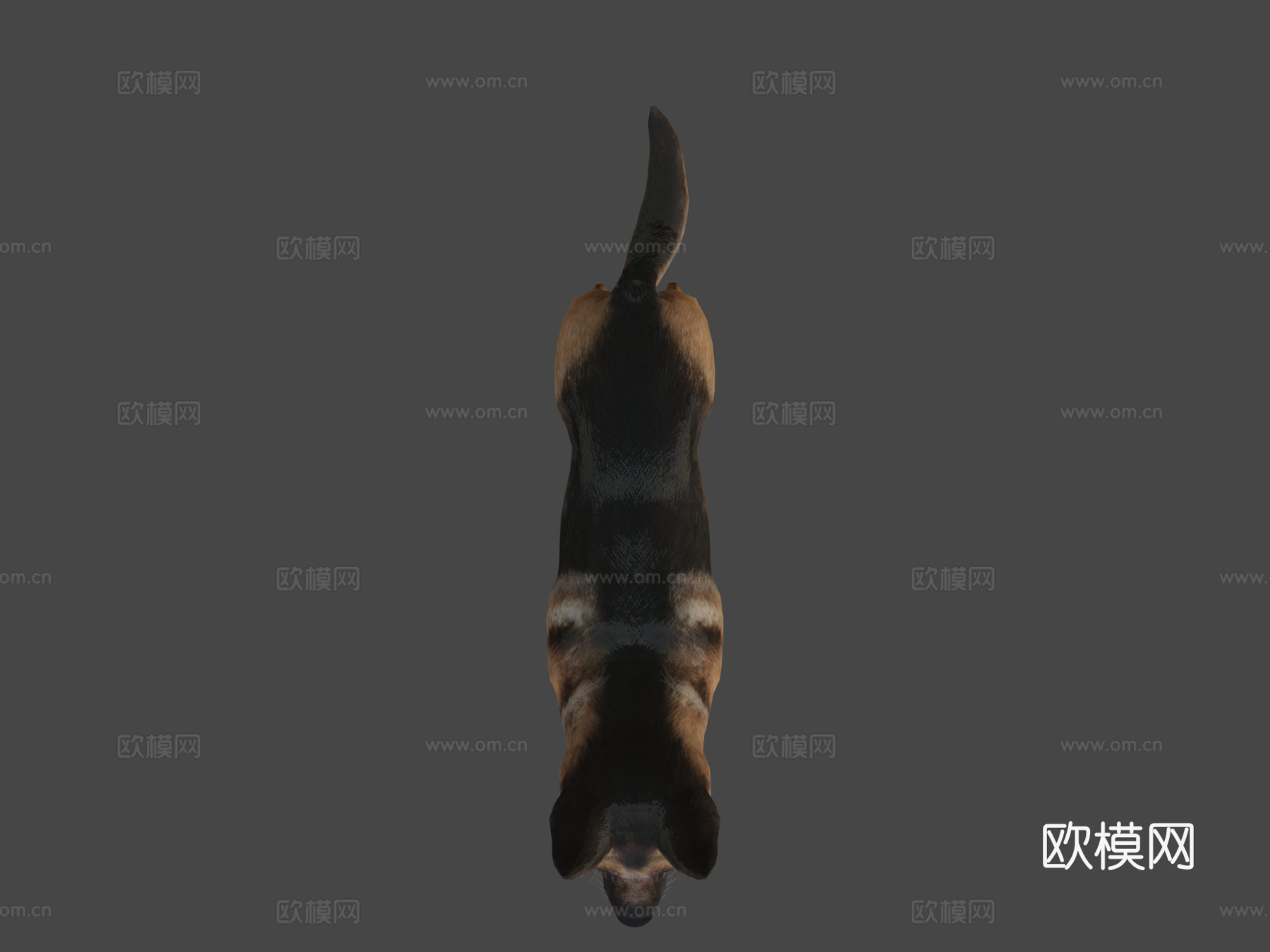 狗-牧羊犬3d模型