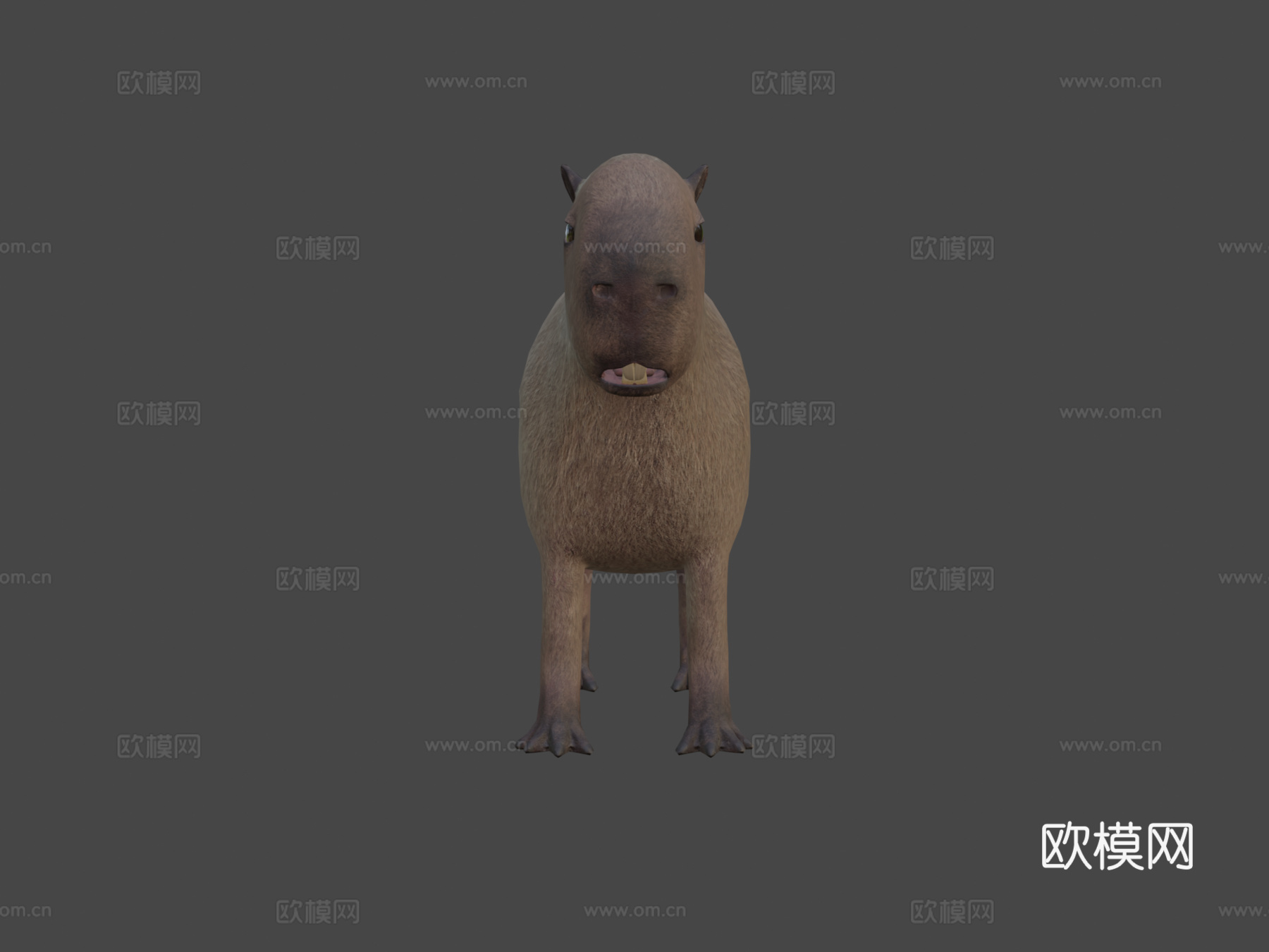 水豚3d模型