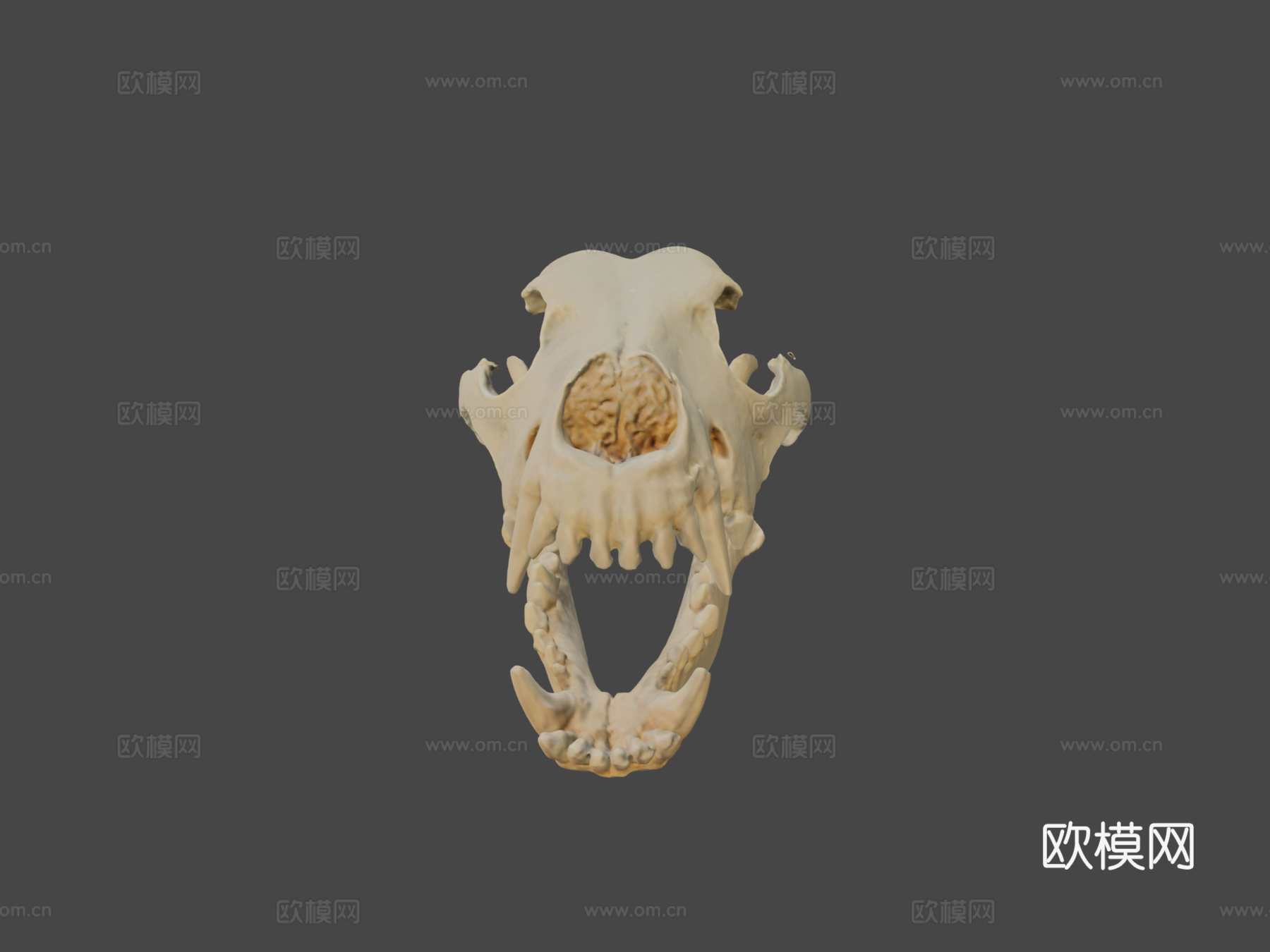 德国牧羊犬头骨3d模型