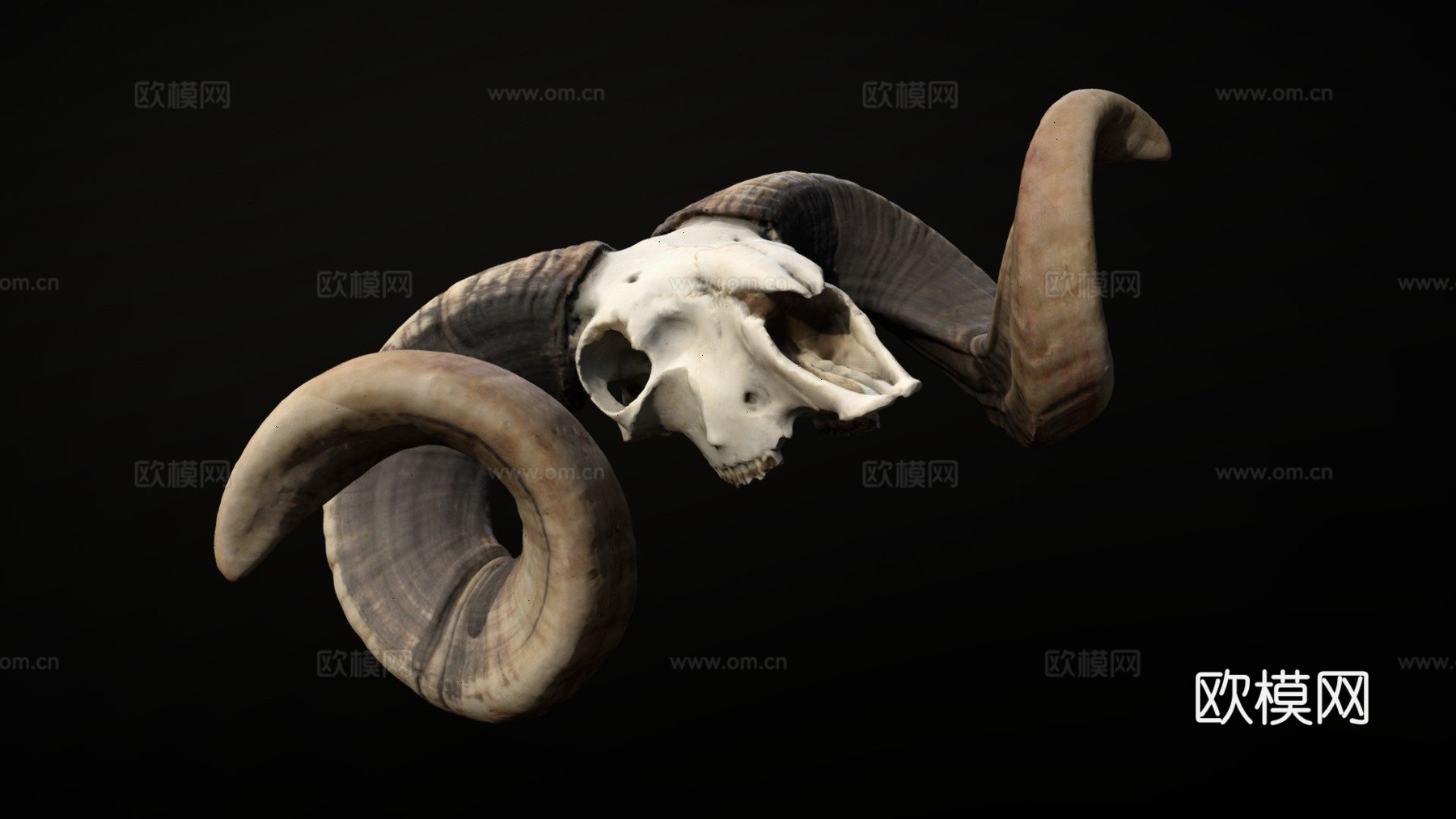 公羊头骨-摄影测量法3d模型