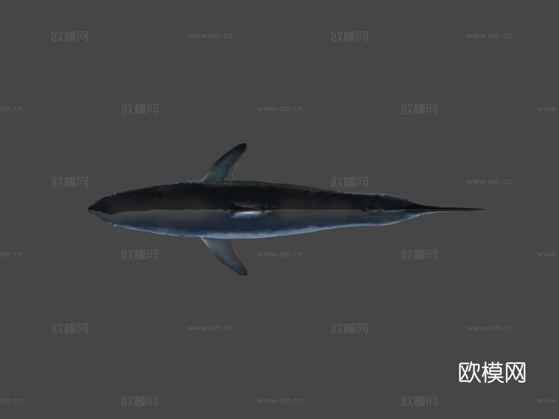A型-短鳍灰鲭鲨3d模型