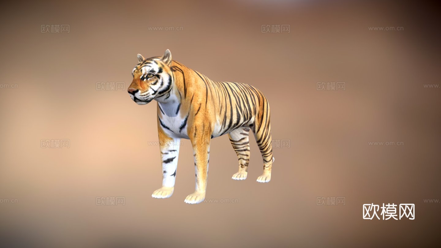 西伯利亚虎3d模型