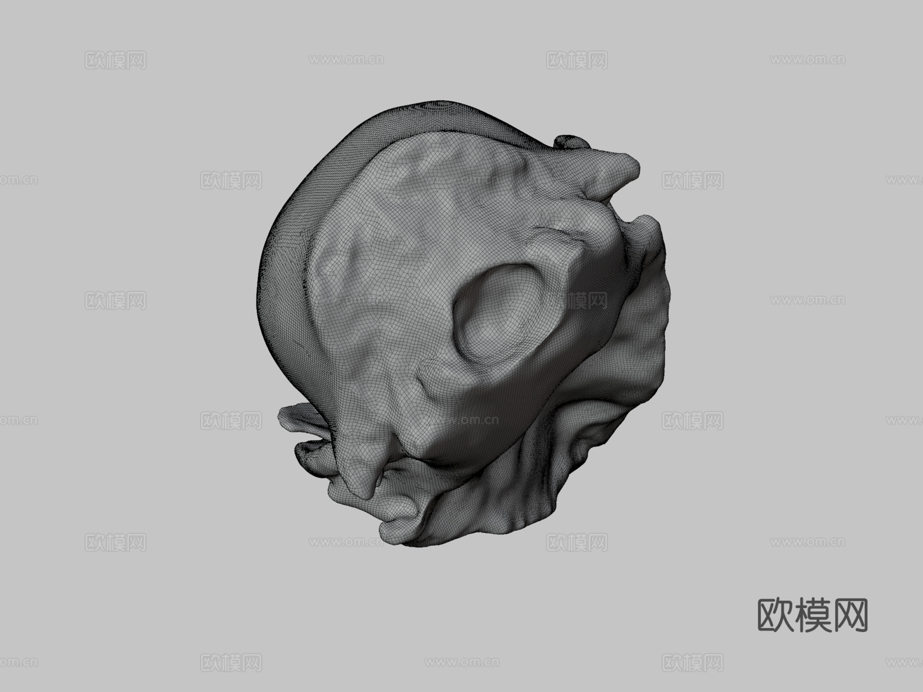 浣熊头骨3d模型