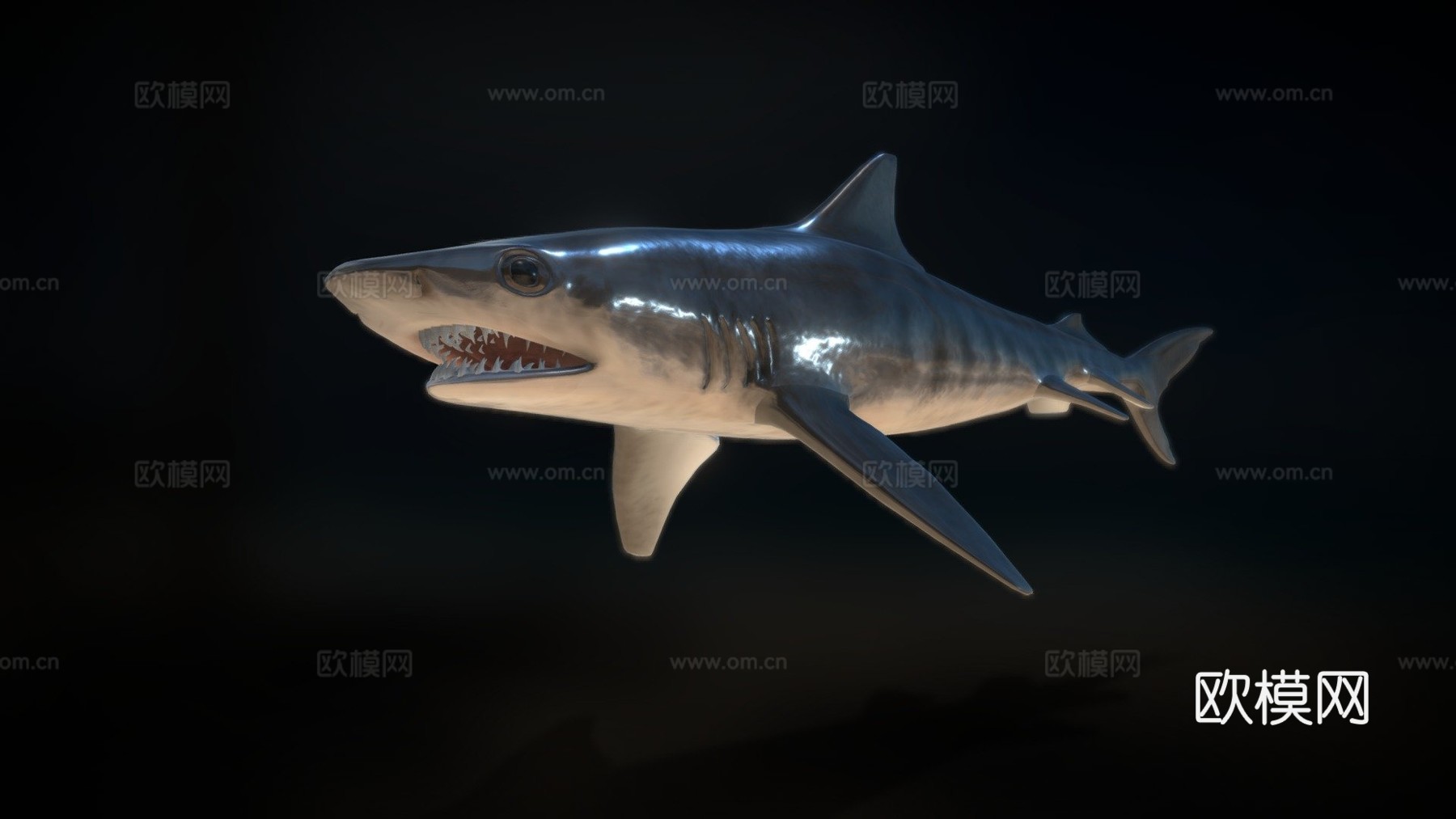 虎鲨3d模型