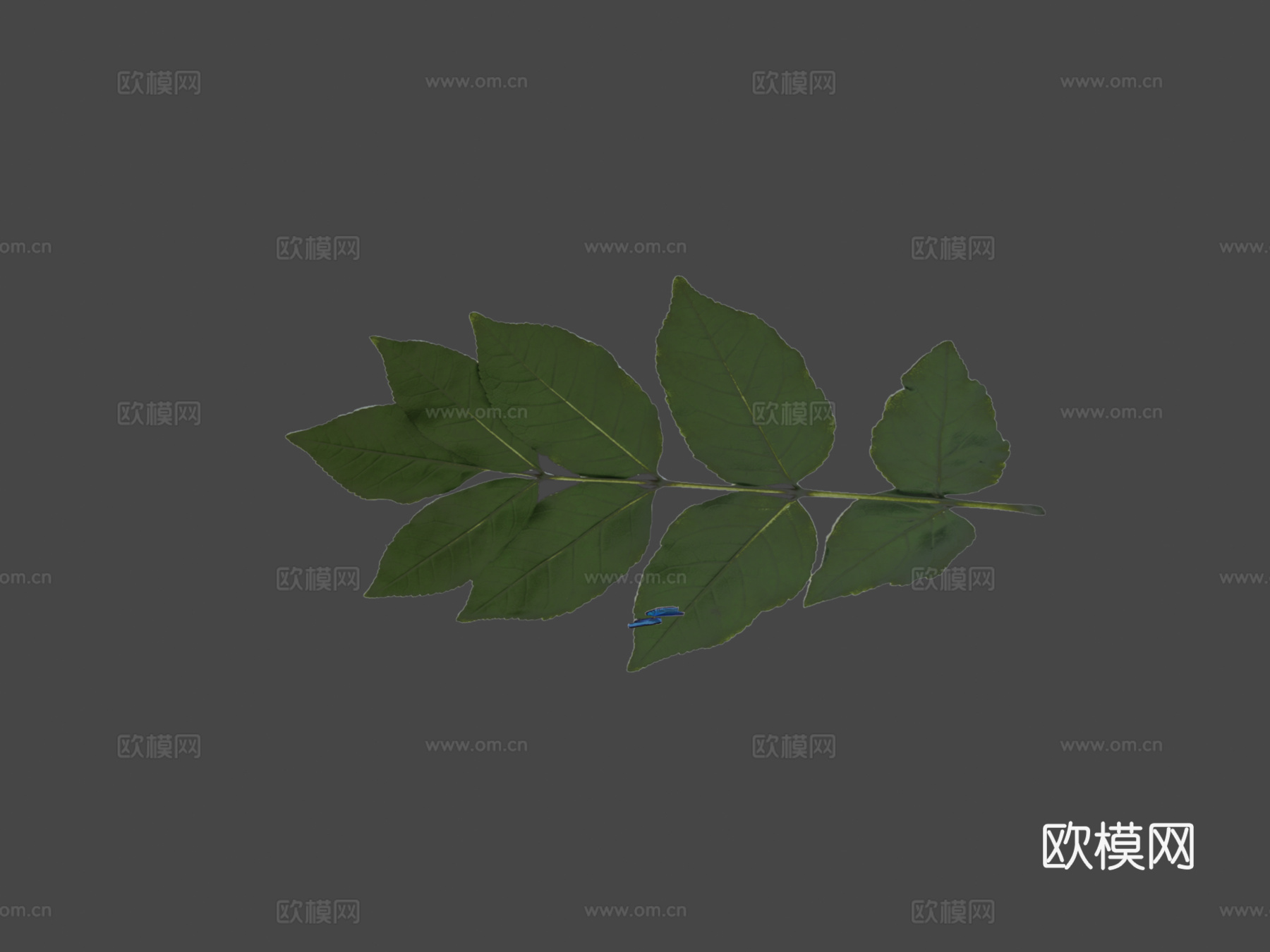 翱翔蝴蝶动画3d模型
