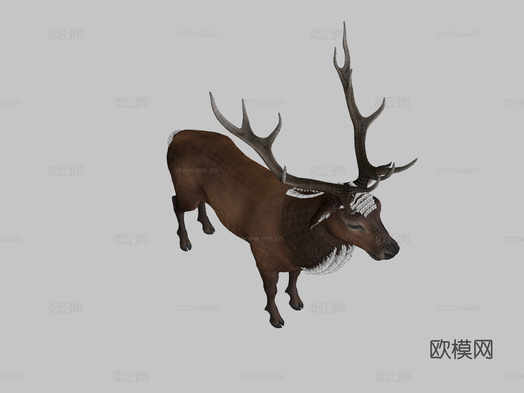 马鹿动画3d模型