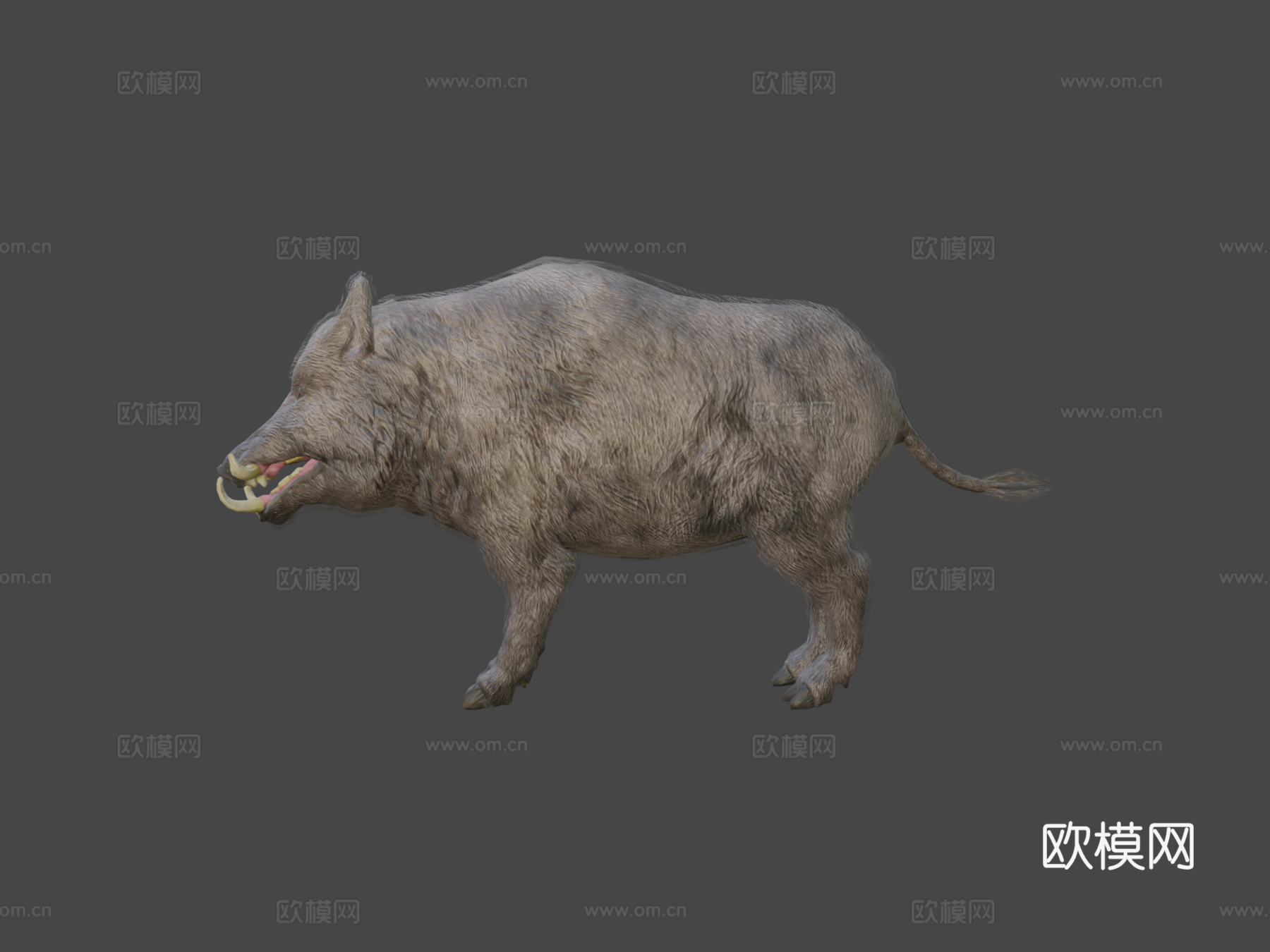 野猪动画3d模型