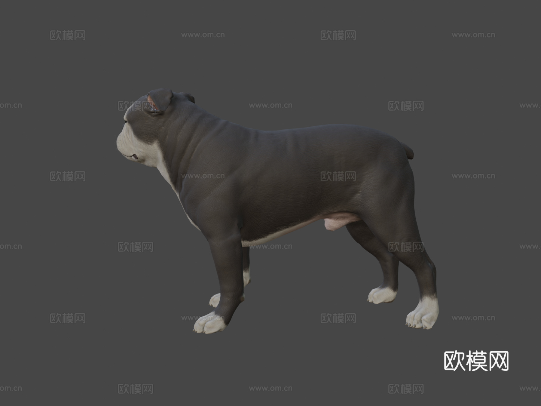 英国斗牛犬3d模型
