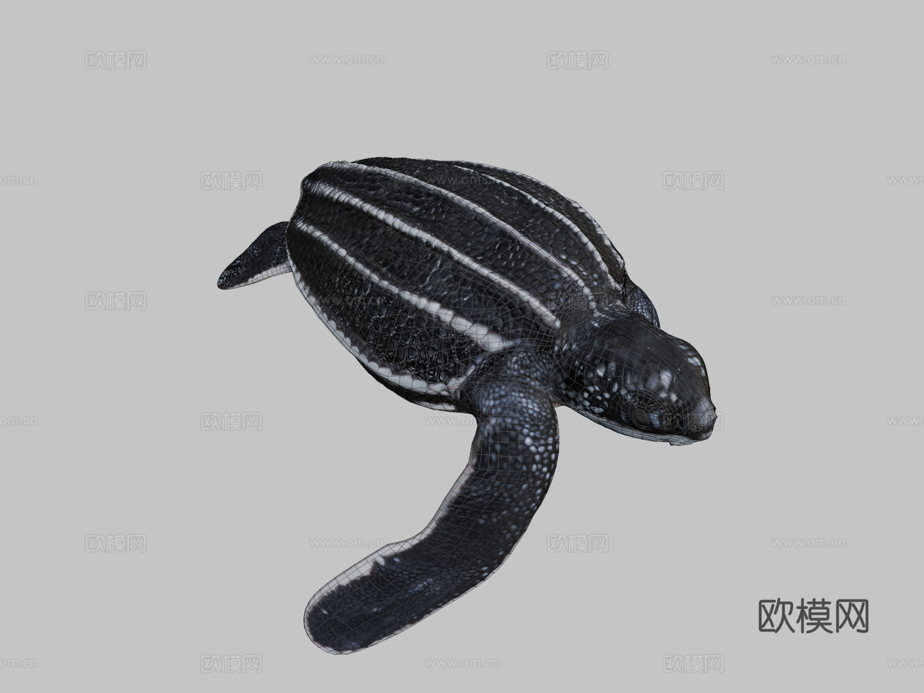 A模型幼年棱皮龟3d模型
