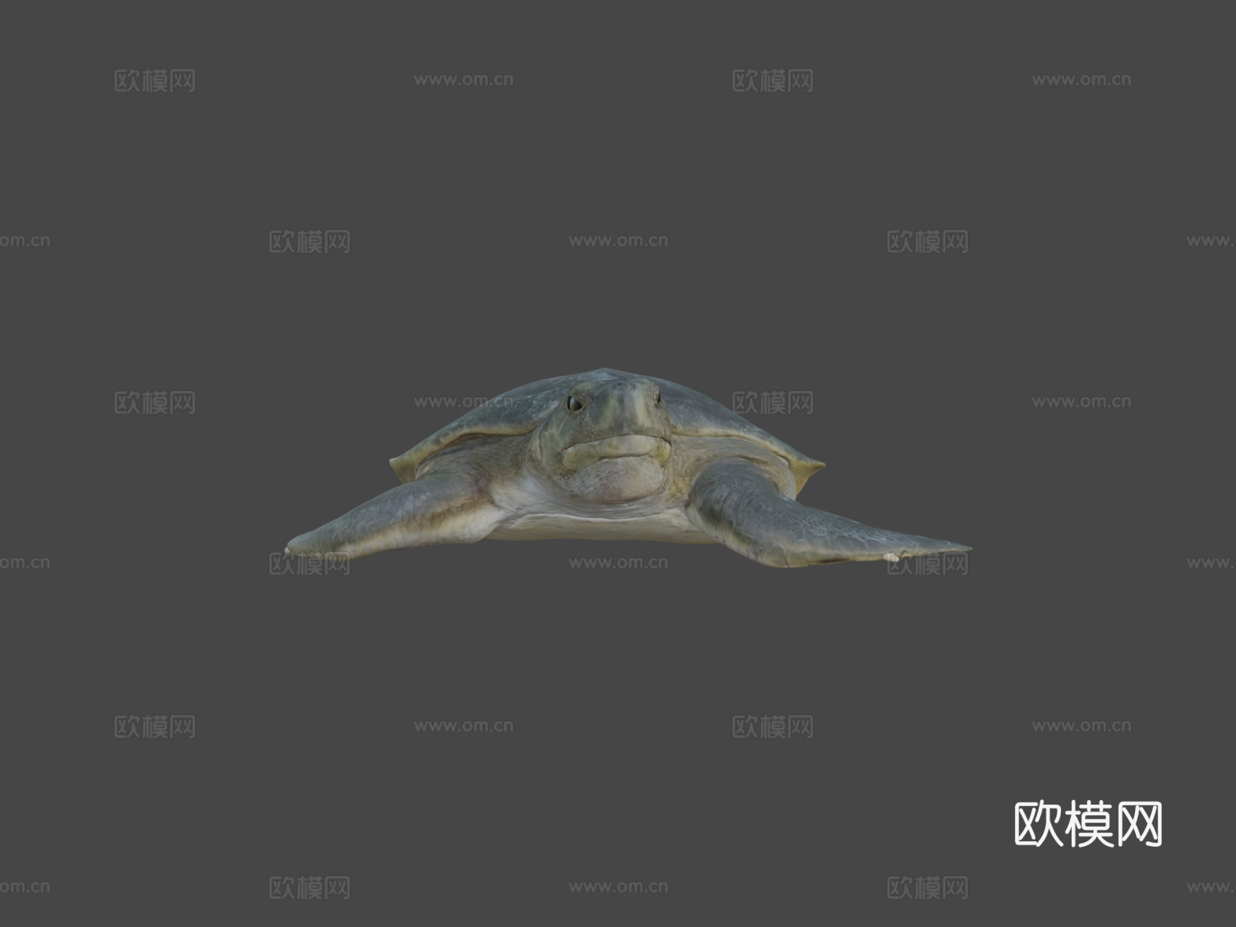模型53A-平背海龟3d模型