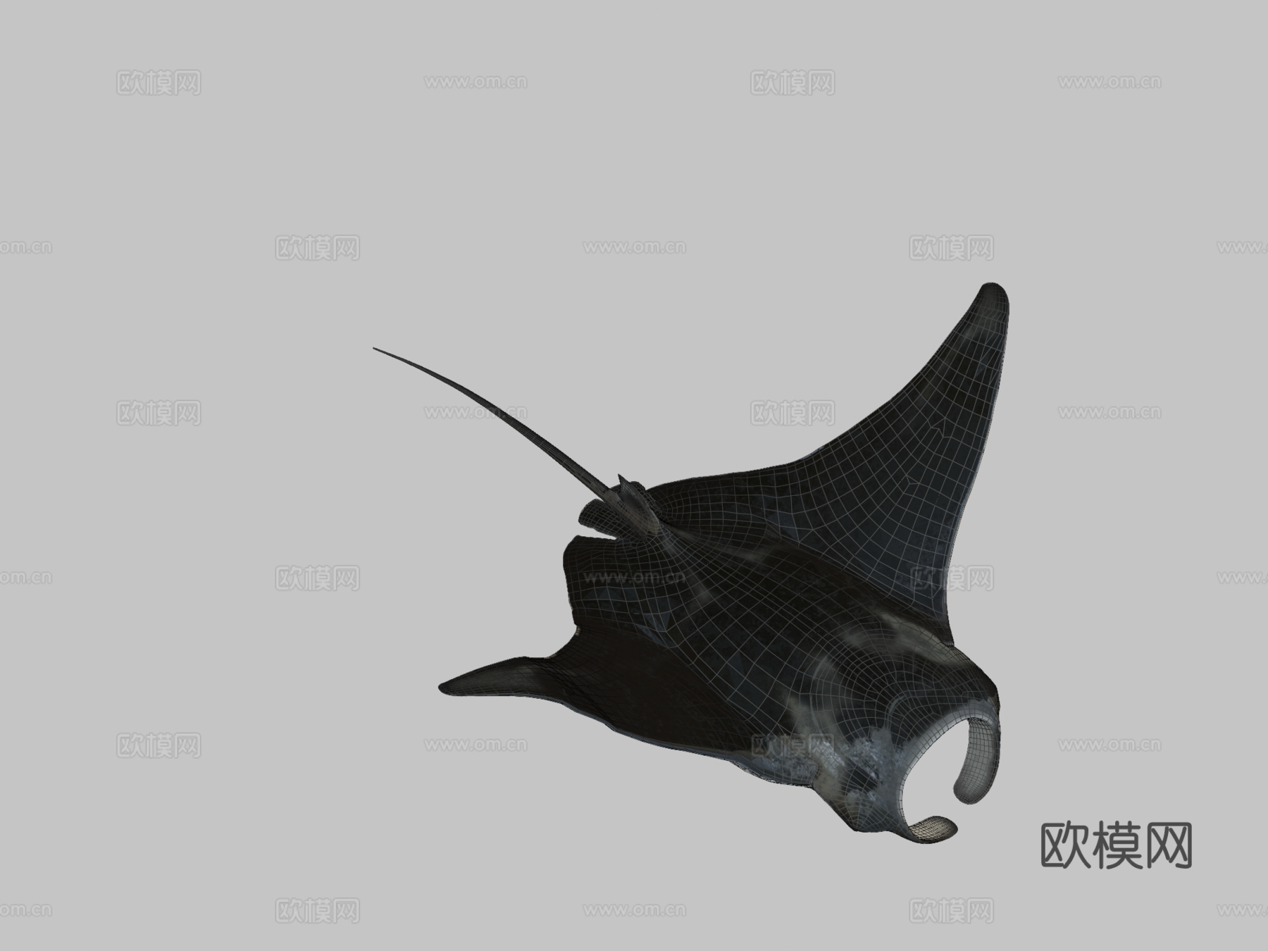 蝠鲼3d模型