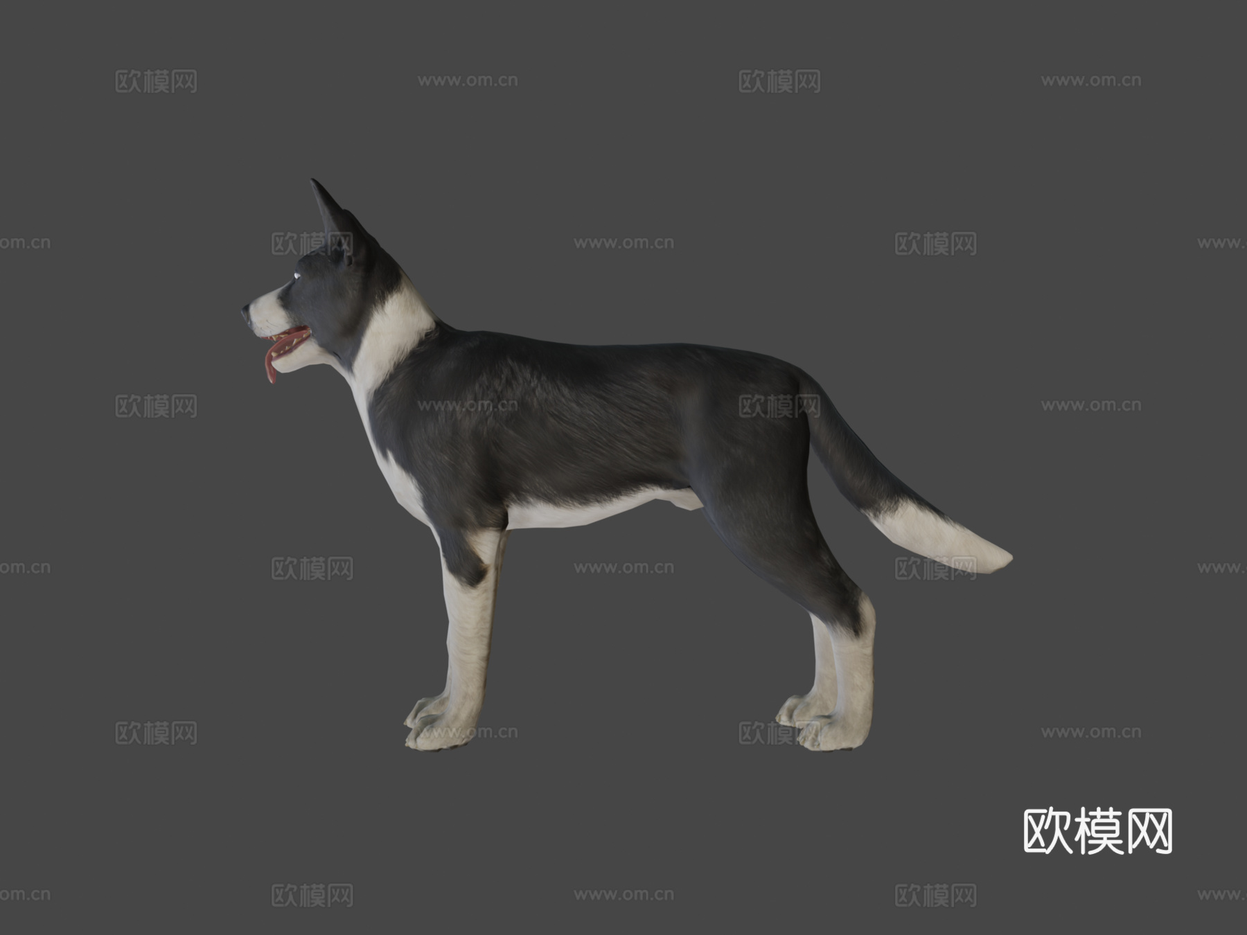 狗-边境牧羊犬3d模型